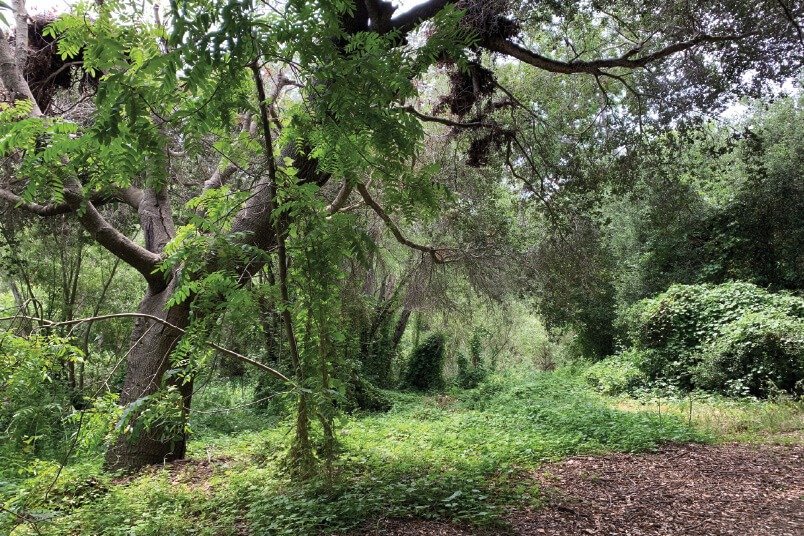 Bob Jones Trail, Avila