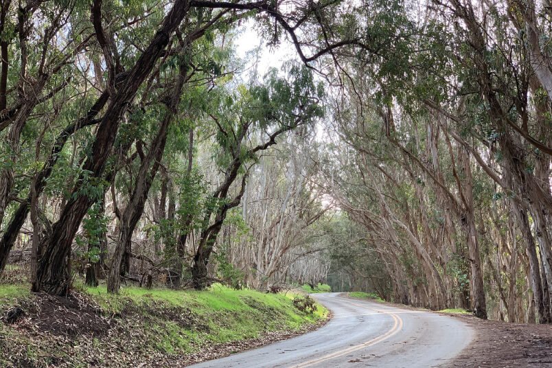 Canopy of Trees, Montaña de Oro