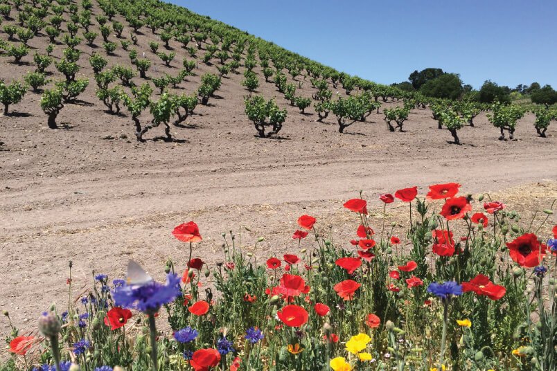 Flowers and Vineyards, Templeton