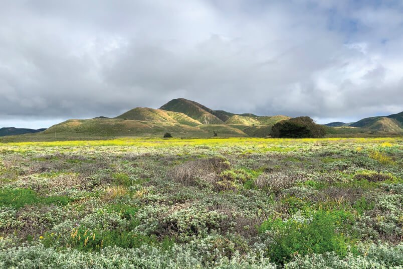 Spring Meadows, Montaña de Oro